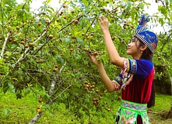 Thung lũng mận giữa đỉnh trời Mường Lống