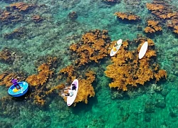 'Trốn' phố thị ồn ào, về Quy Nhơn ngắm rong mơ nhuộm vàng đáy biển