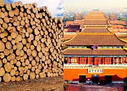 Tử Cấm Thành 600 năm không hư, đến mối cũng chào thua: Có &#8220;bùa&#8221; chống hủy diệt?