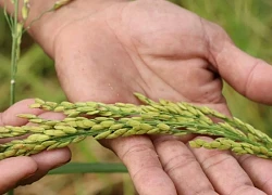 Các nhà khoa học Liên bang Nga tìm ra phương pháp mới tạo giống lúa năng suất cao
