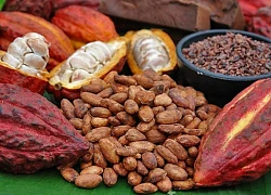 Các nhà sản xuất chocolate châu Âu vẫn lao đao sau cơn sốt giá ca cao