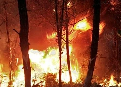 Cháy lớn thiêu hủy 154 ha rừng tại Pháp