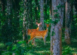 Đêm huyền diệu trong rừng Cúc Phương