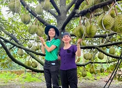 Du lịch trải nghiệm vườn sầu riêng thu hút khách