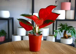 Loại cây 'trấn trạch' ngôi nhà, xua đuổi năng lượng tiêu cực giúp cả họ trăm năm vẫn giàu