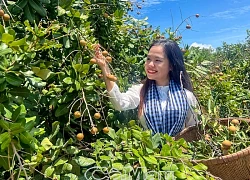 Mùa nhãn chín trên đất Giồng ven biển