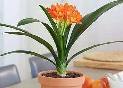 Nếu nhà bạn sở hữu loại cây này, con cháu hưởng phúc, cả nhà được bình an, ấm no