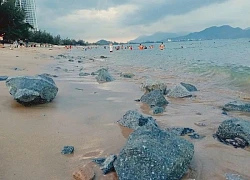 'Rừng' đá chẻ bỗng nhiên xuất hiện trên bãi biển Bình Sơn - Ninh Chữ