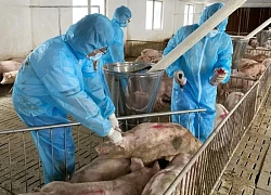 Thủ tướng yêu cầu phòng, chống quyết liệt dịch tả heo châu Phi