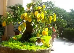 Trồng cây này trước cửa vừa cho bóng mát vừa giúp gia đình thịnh vượng, con cháu dễ thành tài