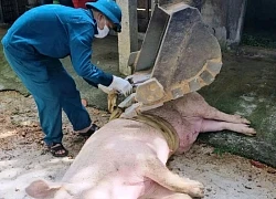 Hơn 1.700 con lợn bị tiêu hủy, Quảng Trị thiếu lực lượng thú y ứng phó dịch