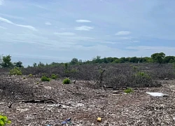 Vụ rừng phòng hộ bị chặt bán: Người mua chuyển tiền cho lãnh đạo xã