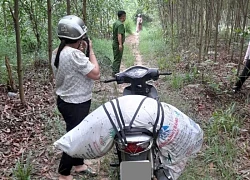 Xử phạt người phụ nữ mang lợn chết vào rẫy keo để vứt