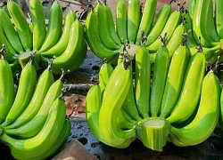 10 tác dụng của chuối tiêu xanh