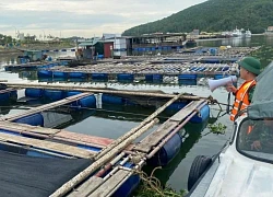Bão số 3 chưa vào đất liền, Nghệ An đã có thiệt hại về người