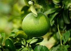 Biến vỏ cam thành dược liệu quý