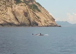 Cá heo xuất hiện gần bãi tắm, người dân thích thú bơi ra vui đùa