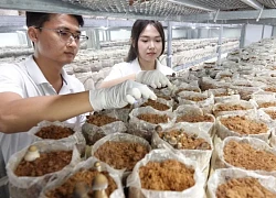 Chàng trai Cần Thơ bỏ việc nghìn đô về quê trồng đặc sản, ứng dụng công nghệ cao