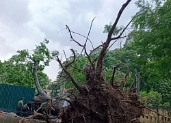 Hà Nội khẩn trương thu dọn hơn 940 cây đổ, gãy cành sau trận dông lớn