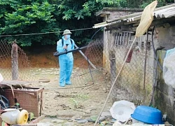 Hai ca mắc viêm não Nhật Bản B ở Quảng Ninh đều có triệu chứng sốt, đau đầu