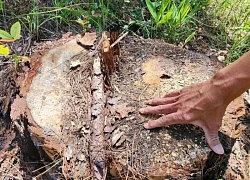 Hàng chục gốc thông cổ thụ bị chặt hạ ở Lâm Đồng