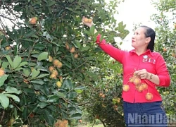 Hấp dẫn du lịch sinh thái vườn ở xã Lâm Sơn, Khánh Hòa