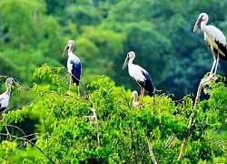 Hồi sinh những vùng đất ẩm để bảo vệ đa dạng sinh học