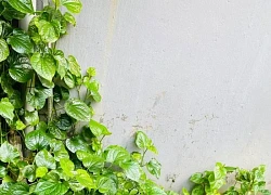 Nước lá lốt đa dạng tác dụng nhưng ai nên thận trọng khi uống?