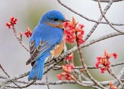 Tháng sinh Âm lịch của người trầm lặng mà tinh anh: Cứ lặng lẽ mà vươn lên, tài lộc rực rỡ chẳng ai ngờ