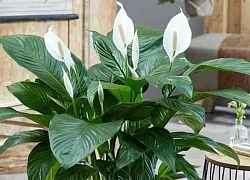 Trồng những cây này trong nhà nếu nở hoa gia đình hòa thuận, sự nghiệp lên như diều gặp gió