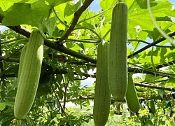 6 cách chế biến mướp tốt cho sức khỏe