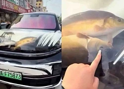 Biến nắp capo xe sang thành bể cá, nam tài xế nhận "gạch đá"