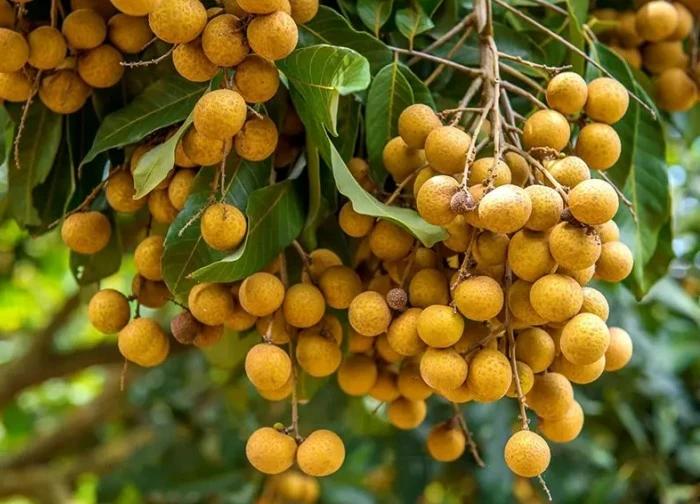 Loại quả mọng nước đang vào mùa ở Việt Nam, được ví như 'thuốc bổ' cho sức khỏe