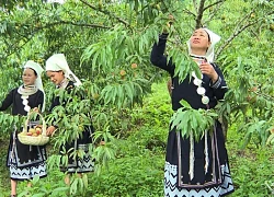 Đào Tiên - Trái ngọt đèo Gió