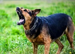Đồng Nai ghi nhận 4 trường hợp không qua khỏi do bệnh dại