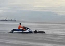 Giải cứu đàn trâu bị lũ cuốn ra biển Cửa Lò có dấu hiệu kiệt sức