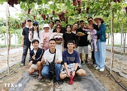 Giống nho mới - "chìa khóa vàng" phát triển du lịch sinh thái ở Khánh Hòa