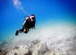 Khánh Hòa thông tin về gần 200ha rạn san hô vịnh Nha Trang bị biến mất