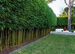 Loại cây càng trồng càng có lộc, nếu chặt đi thì tiền tài tiêu tán, vận khí hao tổn