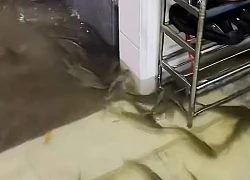 Mưa lớn, đàn cá bơi vào nhà dân, cộng đồng mạng đùa 'đủ ăn cả tháng'