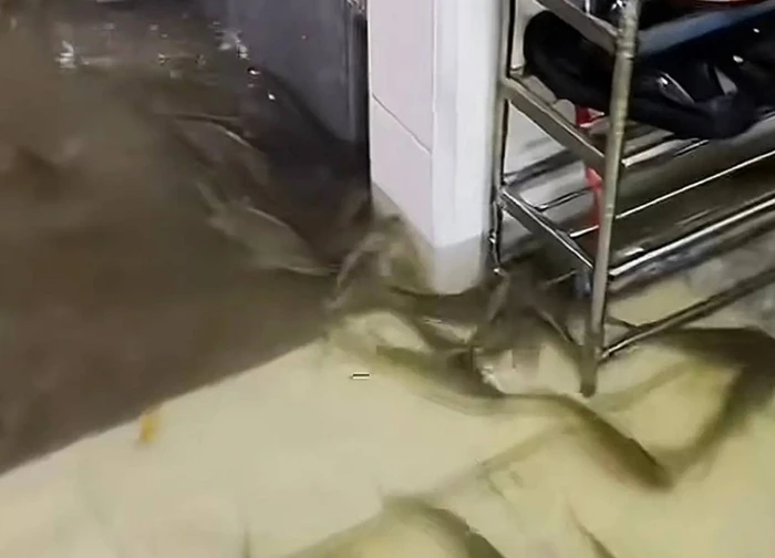 Mưa lớn, đàn cá bơi vào nhà dân, cộng đồng mạng đùa 'đủ ăn cả tháng'