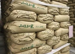 'Nghịch lý gạo' ở Đông Á: Nhật Bản khan hiếm, Hàn Quốc dư dả