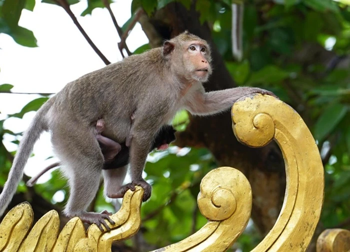 Ngôi chùa độc đáo trên núi ở TP.HCM, nơi bầy khỉ hoang nương náu