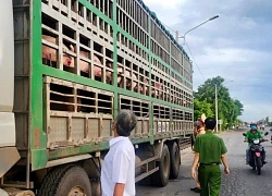 Tiêu hủy 54 con lợn bị dịch tả châu Phi đang trên đường vào Nam tiêu thụ