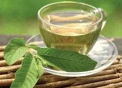 Uống nước lá ổi thay nước lọc hàng ngày có hại sức khỏe?