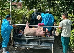 Vụ muốn tiêu hủy lợn dịch phải đóng 600.000 đồng: Trả lại tiền cho dân