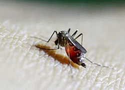 WHO cảnh báo nguy cơ lây lan vi rút chikungunya