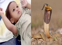 Bé trai 2 tuổi cắn chết rắn hổ mang và may mắn sống sót