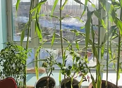 Cô gái gây sốt vì trồng ngô trên ban công: Góc sống xanh khiến ai cũng bật cười và muốn bắt chước