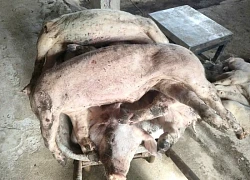 Hàng chục con heo ở Lâm Đồng bỗng lăn ra chết